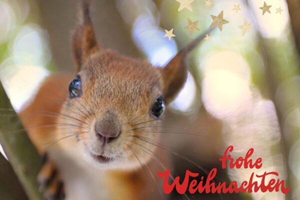 Weihnachtsgeschichte III: Das Wunder im simmethschen Wald